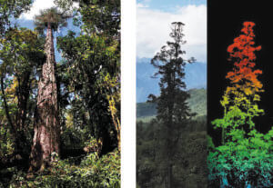 Photos and lidar point cloud of the tallest tree in China
